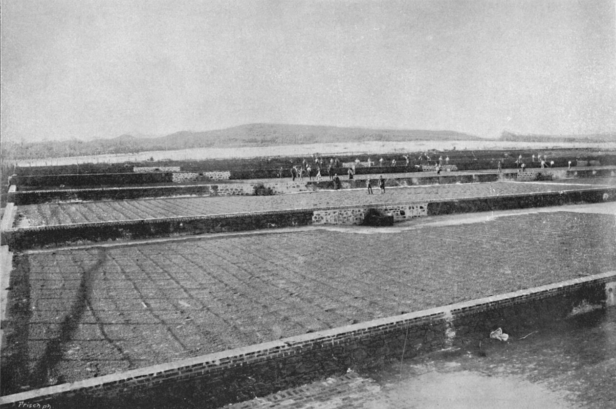 Terrasse til tørring af cafeen, Tørring af kaffe, 1895 af Axel Frick