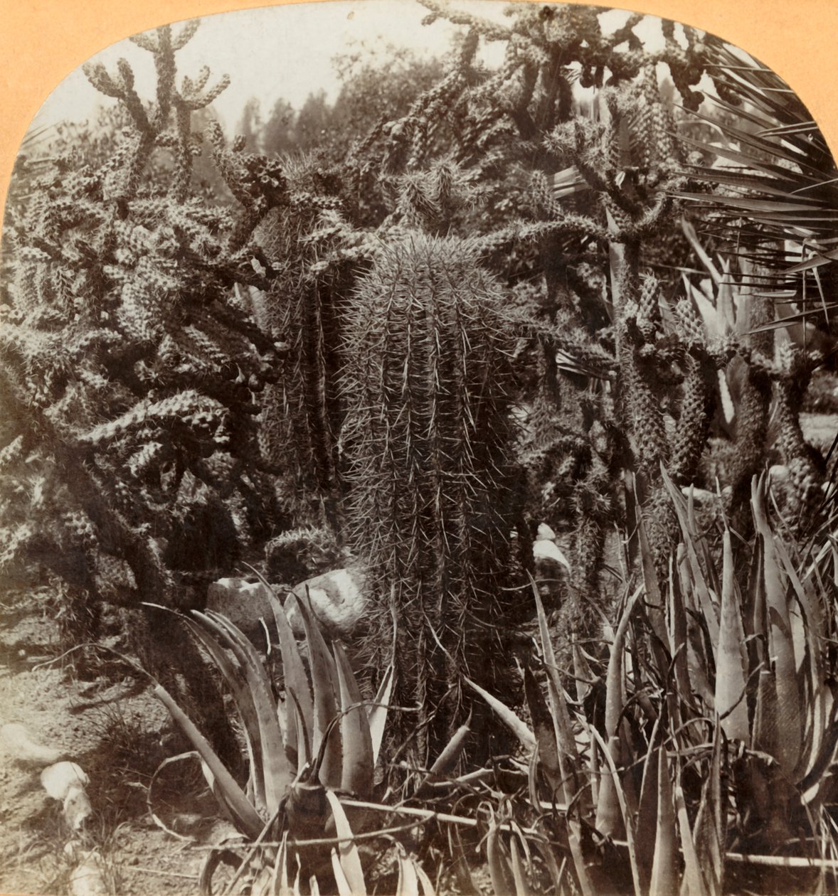Cactus Garden, Cragin Place, Lake Worth, Florida, c1900. af B. L. Singley