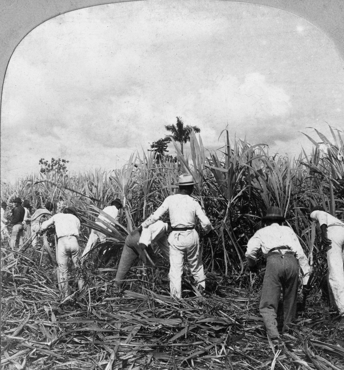 Høst af sukkerrør, Rio Pedro, Porto Rico, 1900. af B. L. Singley