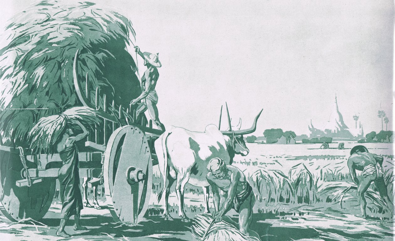 En rismark i Burma, fra MacMillan skoleplakater, ca. 1950-60