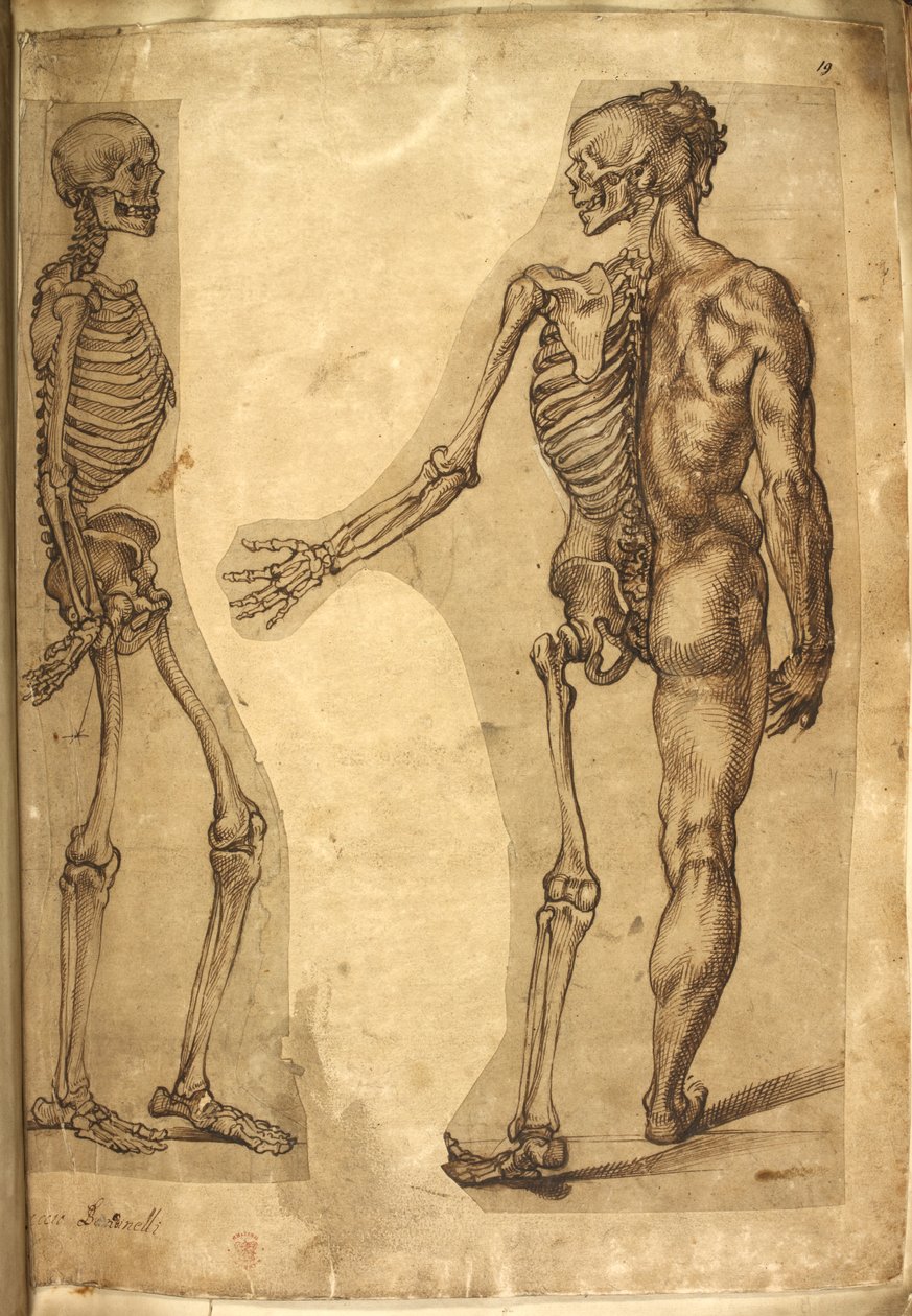 Tilføje. 5259, f.19, Menneskeskelet og halvfigur, fra 
