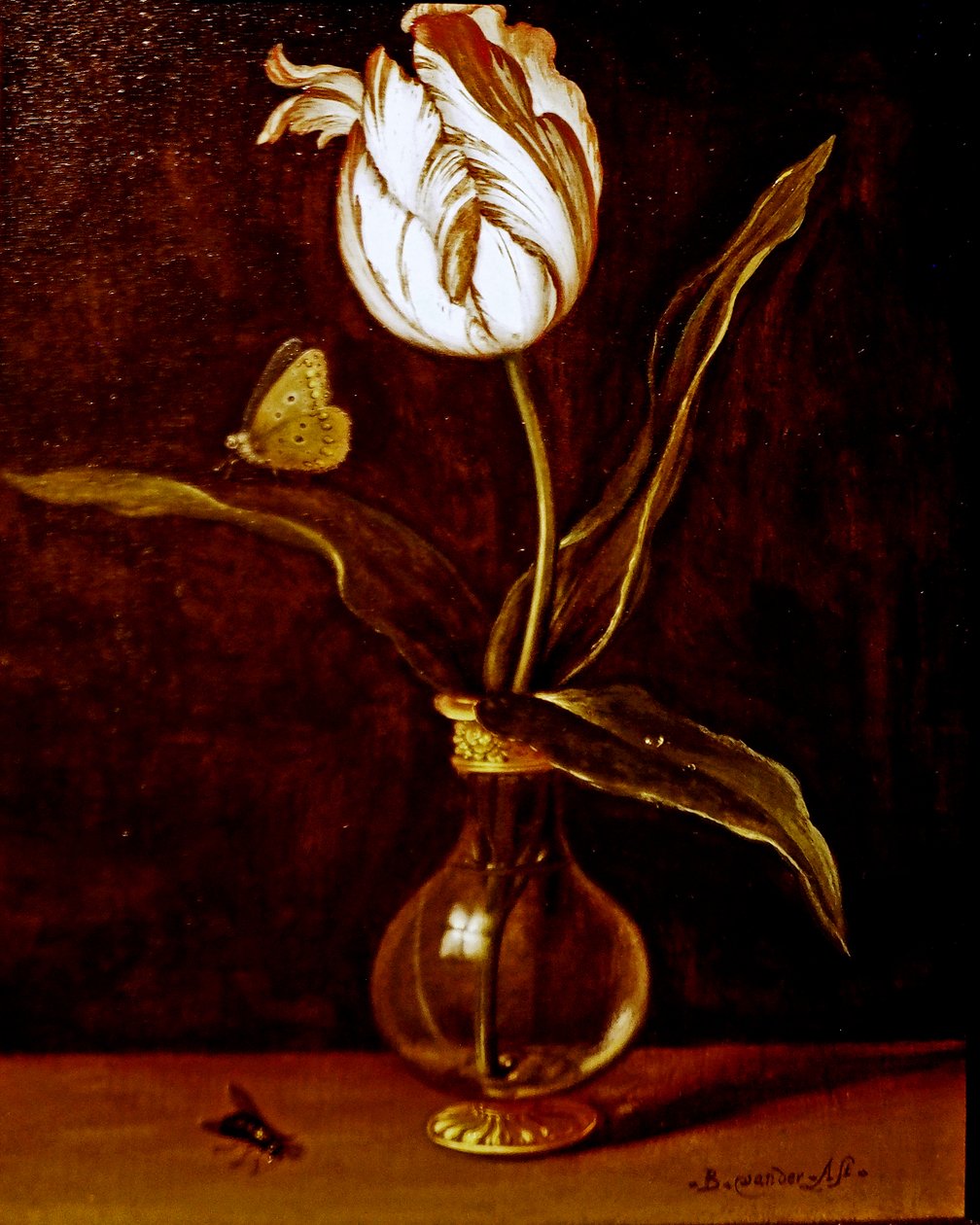 En enkelt tulipan i en vase af Balthasar van der Ast