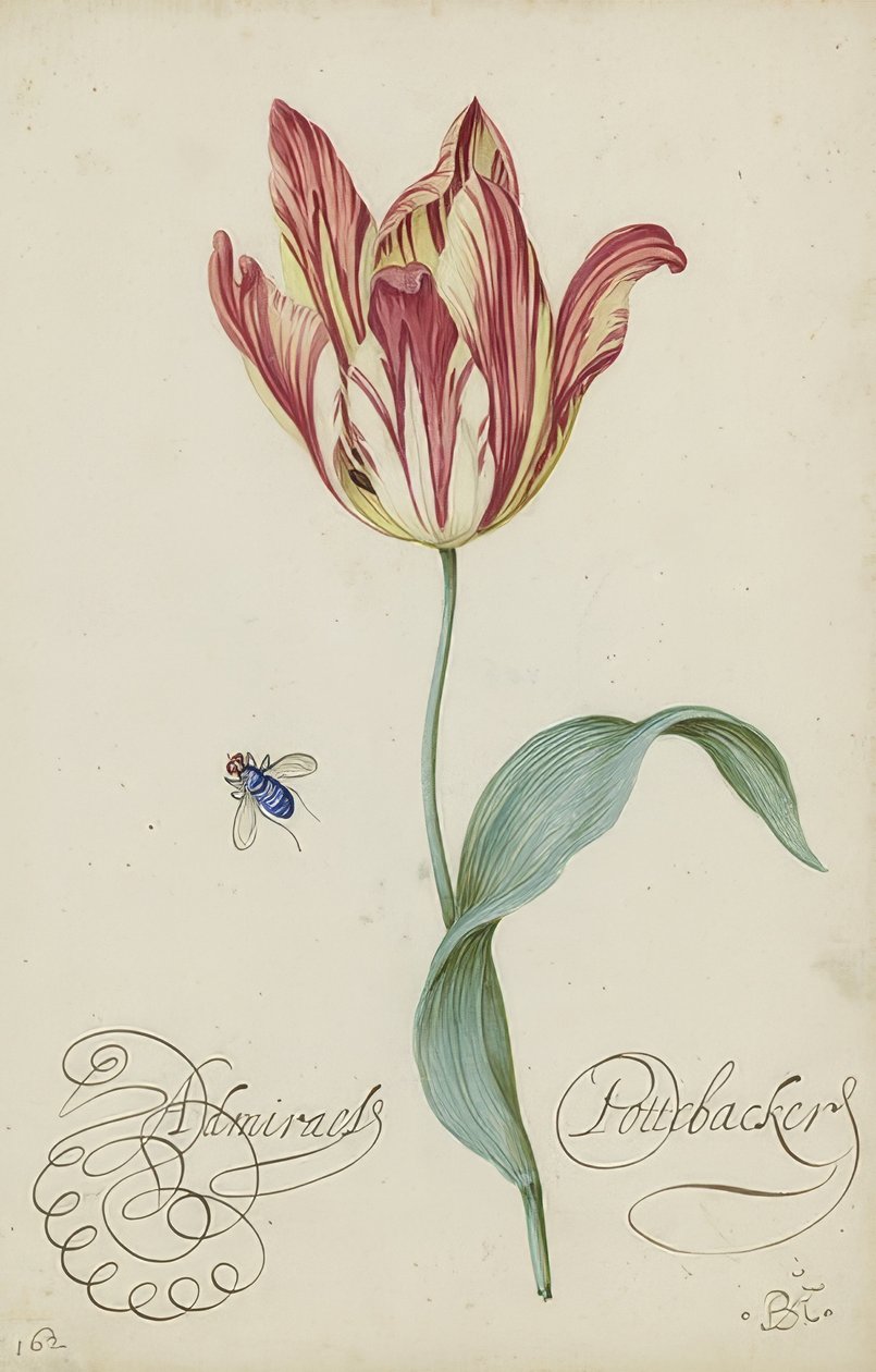 Studie af en tulipan og en flue. 1620-29 af Balthasar van der Ast