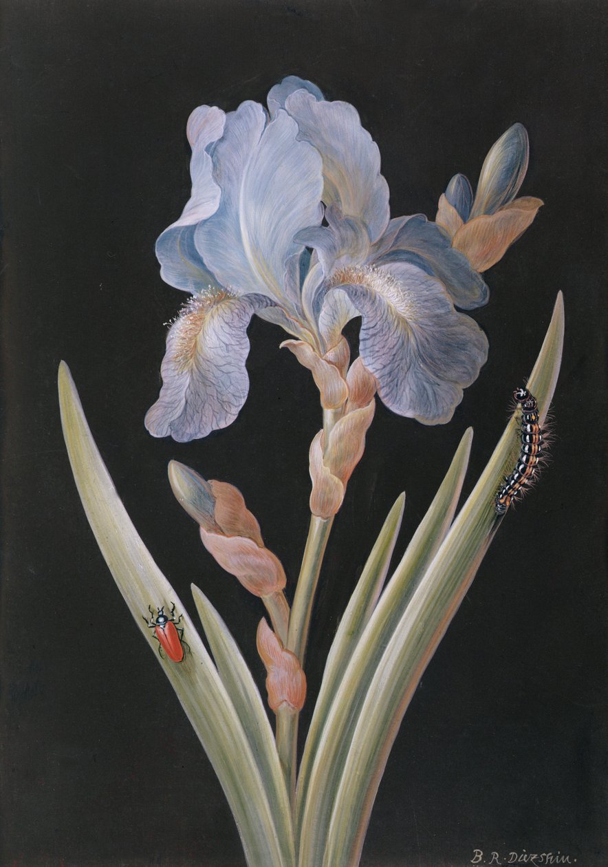 PD.328-1973 Iris germanica med larve og bille (gouache på pergament) af Barbara Regina Dietzsch