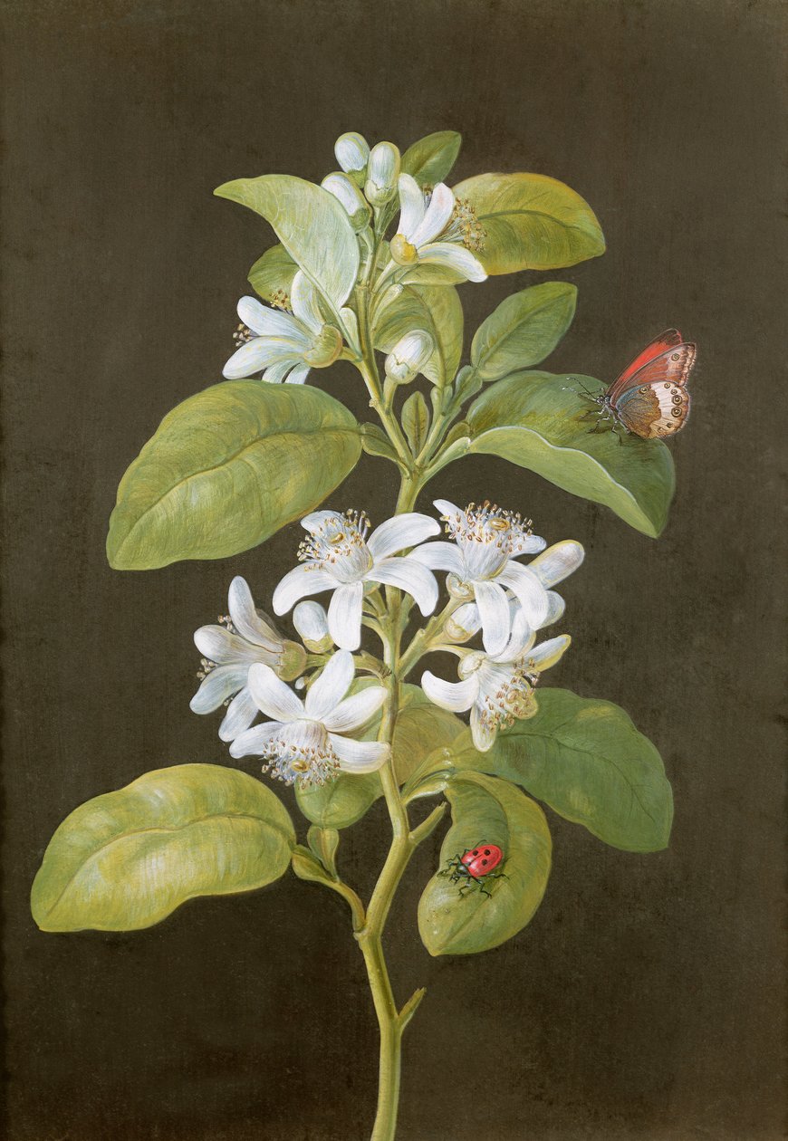 Pæreblomst af Barbara Regina Dietzsch