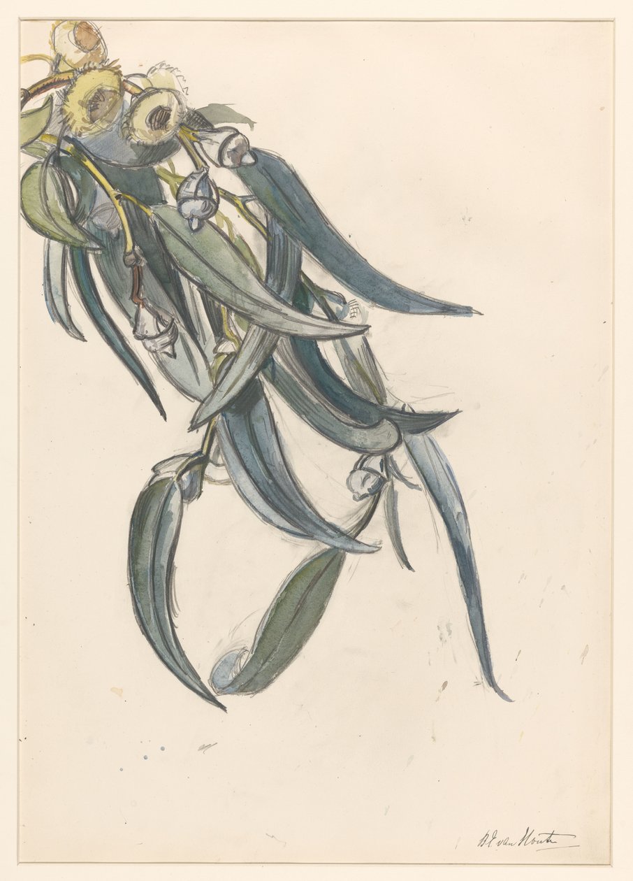 Blomstrende gren af ​​en eukalyptus af Barbara Elisabeth van Houten