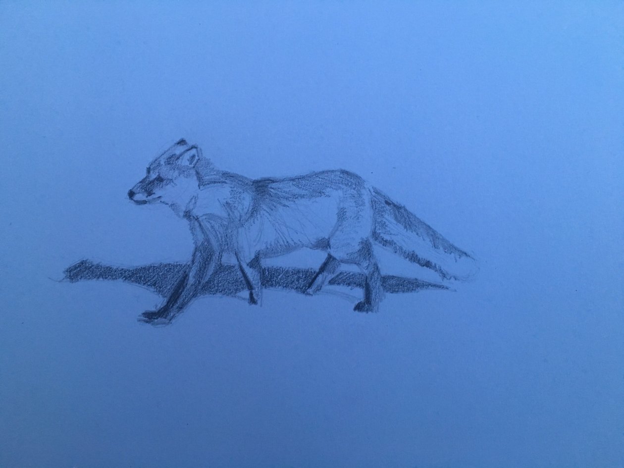 Fox, 2018 af Barbara Hoogeweegen