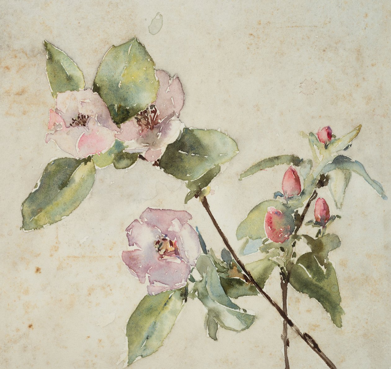 Grene af lyserøde blomster (akvarel på papir) af Barbara Leigh Smith Bodichon