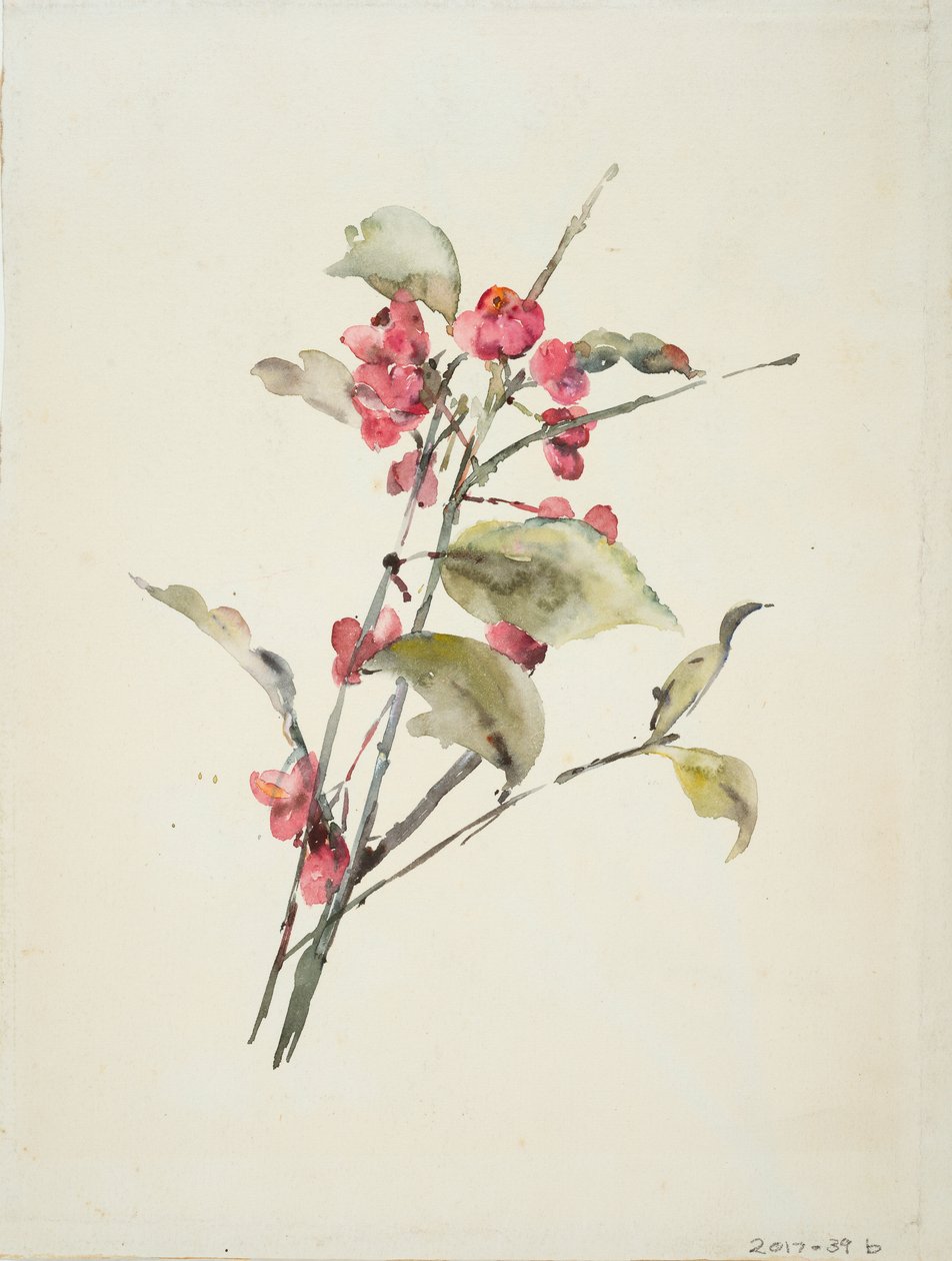 Lyserøde blomster (akvarel på papir) af Barbara Leigh Smith Bodichon