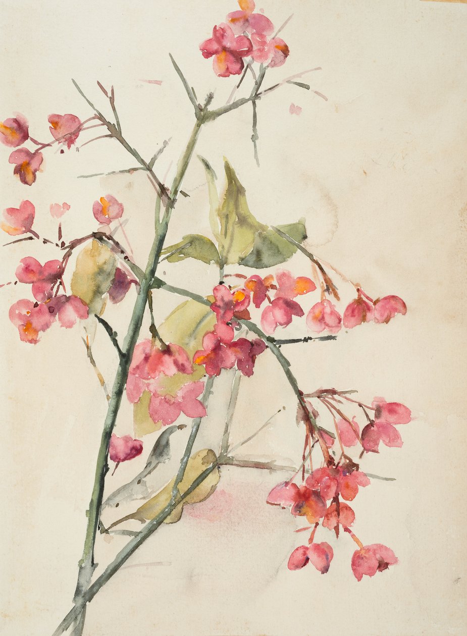 Lyserøde blomster (akvarel på papir) af Barbara Leigh Smith Bodichon