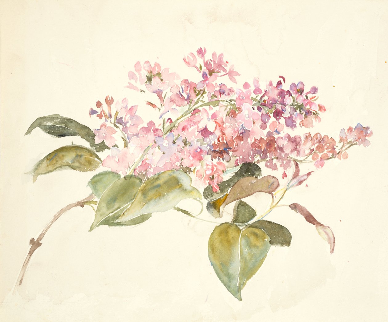 Lyserøde blomster (akvarel på vævet papir) af Barbara Leigh Smith Bodichon