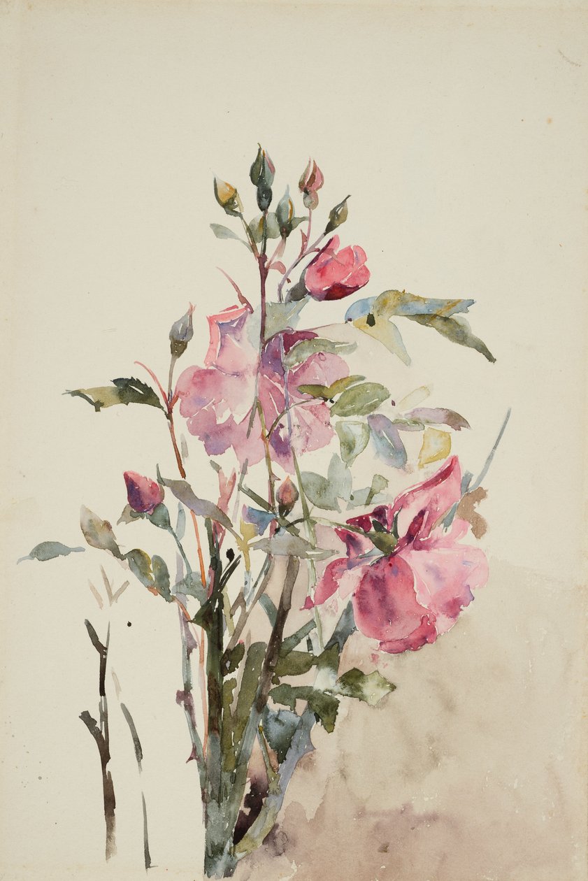Lyserøde blomsterstængler (akvarel på papir) af Barbara Leigh Smith Bodichon