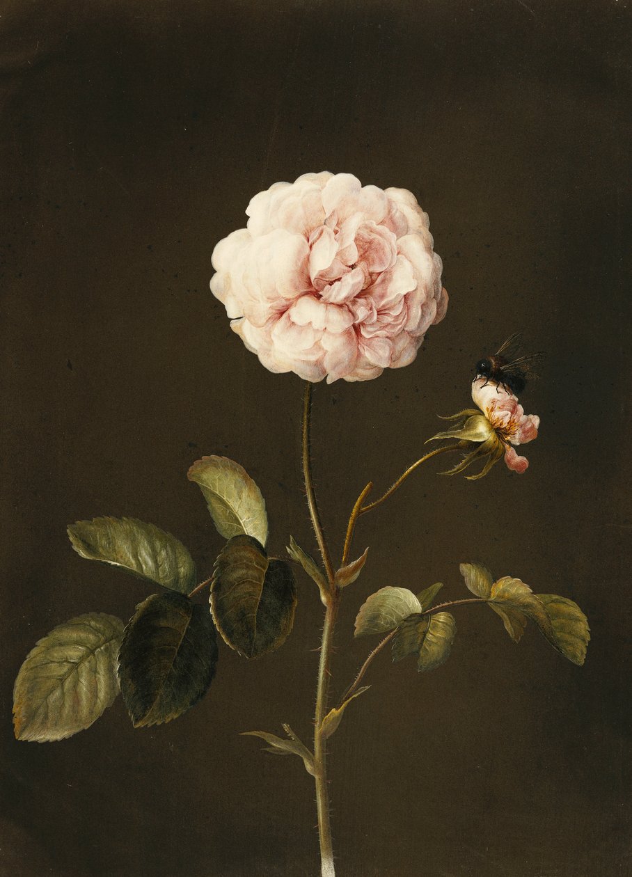 En Gallica Rose med en humlebi, af Barbara Regina Dietzsch