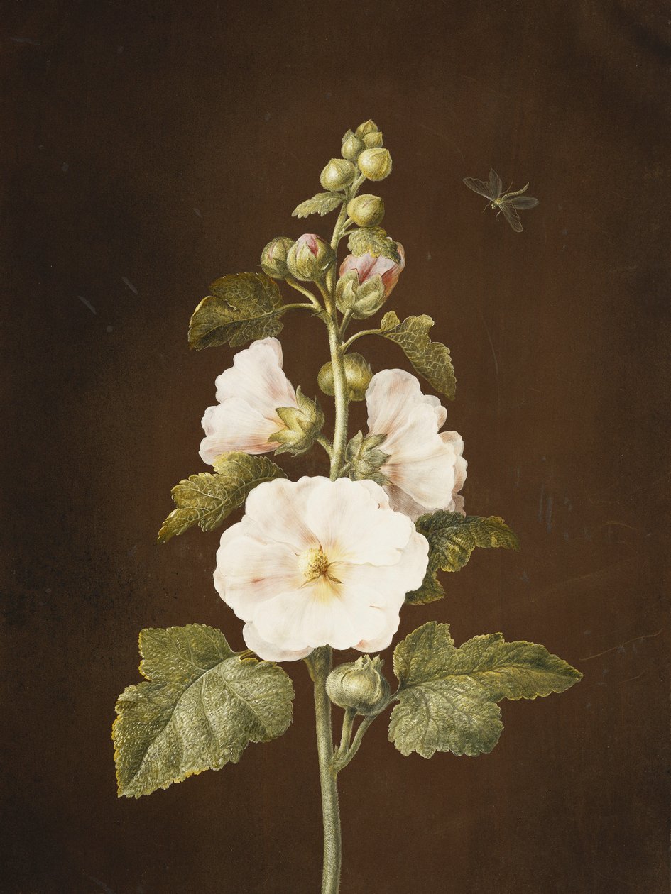 En stokrose, af Barbara Regina Dietzsch