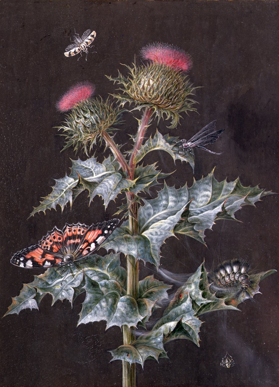 En undersøgelse af en tidsel med insekter (gouache) (se også 51756) af Barbara Regina Dietzsch