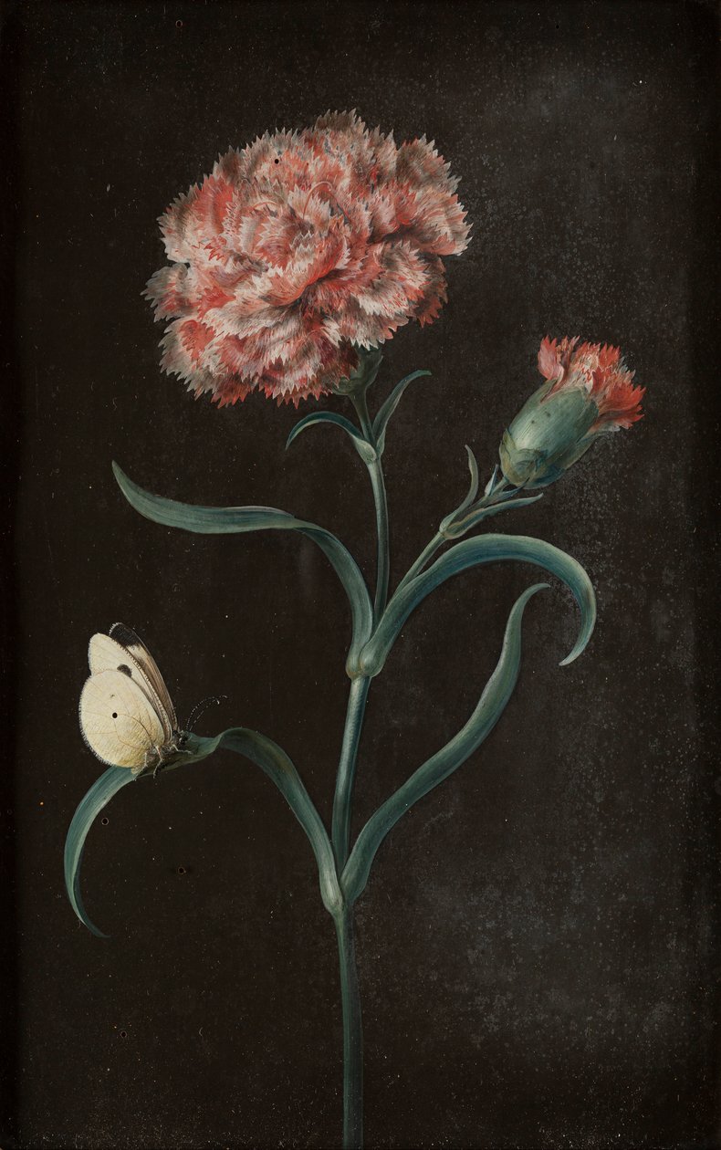 Sæt med fire stilleben med sommerfugle (gouache på papir lagt på panel) af Barbara Regina Dietzsch