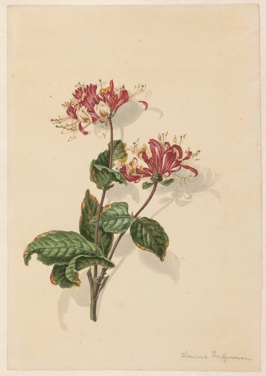 En gren af ​​vild kaprifolie (Lonicera periclymenum) af Barend Hendrik Thier