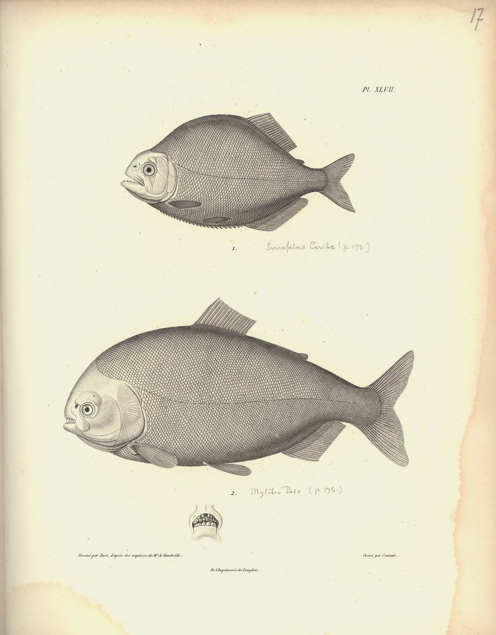 Characidae, Pl. XLVII, stål indgraveret af Coutant efter en gravering af Nicola Huet (1770-1827), illustration fra 
