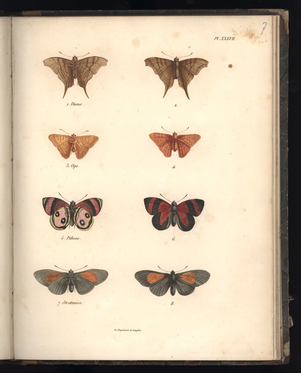 Lepidoptera, Pl. XXXVII, illustration fra 