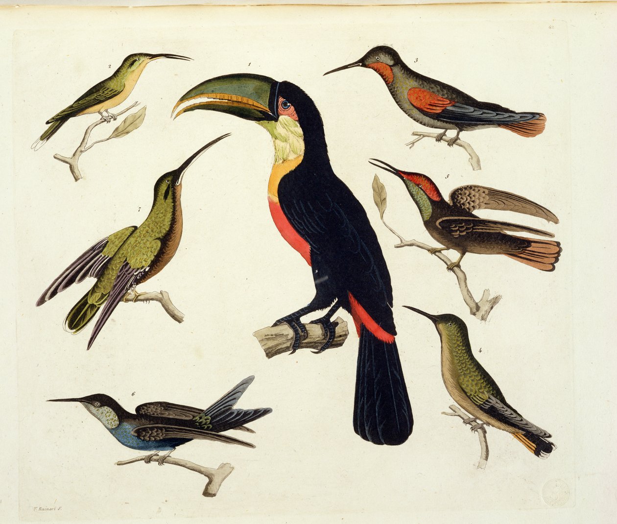 Indfødte fugle, herunder tukanen (i midten), Amazonas, Brasilien, fra 
