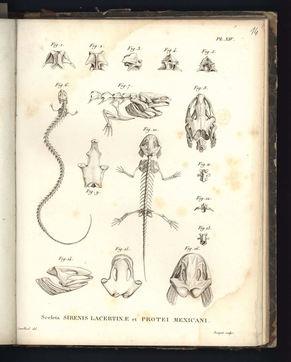 Skeletterne af Strenis Lizard og Proteus fra Mexico, plade XIV, Osteologi af sirenomelia og axolotl af Baron Friedrich Alexander von Humboldt