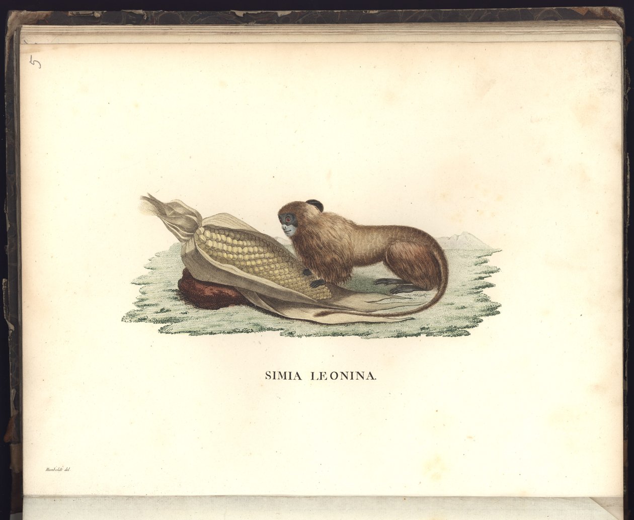 Simia leonina, Pl.V, illustration fra, observationer fra zoologi og sammenlignende anatomi samlet på en rejse til de tropiske lande på det nye kontinent, i årene 1799, 1800, 18 af Baron Friedrich Alexander von Humboldt