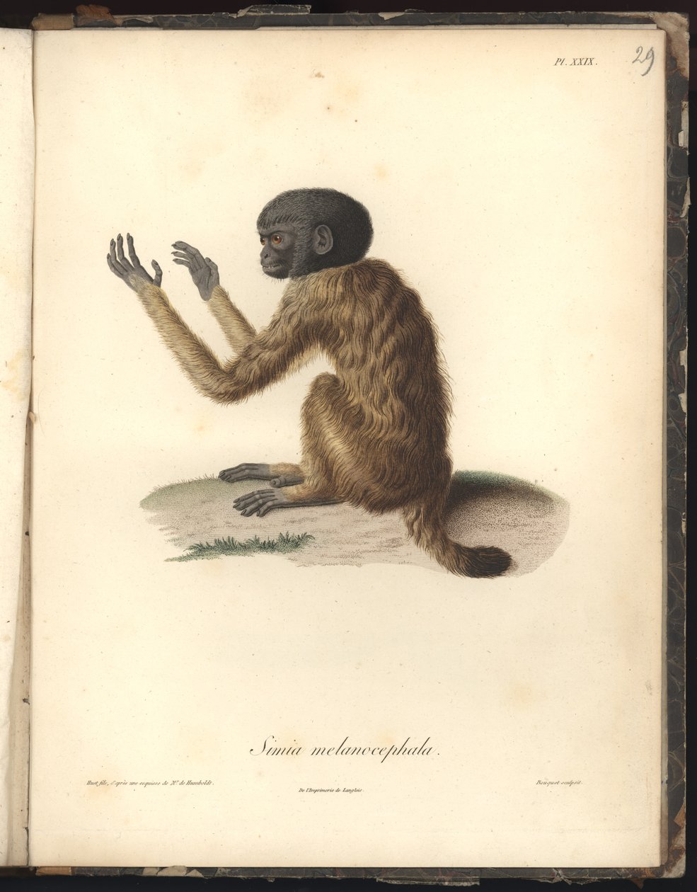 Simia melanocephala, Pl. XXIX, stål indgraveret af Louis Bouquet (1765-1814) efter en gravering af Nicola Huet (1770-1827), illustration fra Recueil dobservation de zoologie et danatomie comparee, fait af Baron Friedrich Alexander von Humboldt