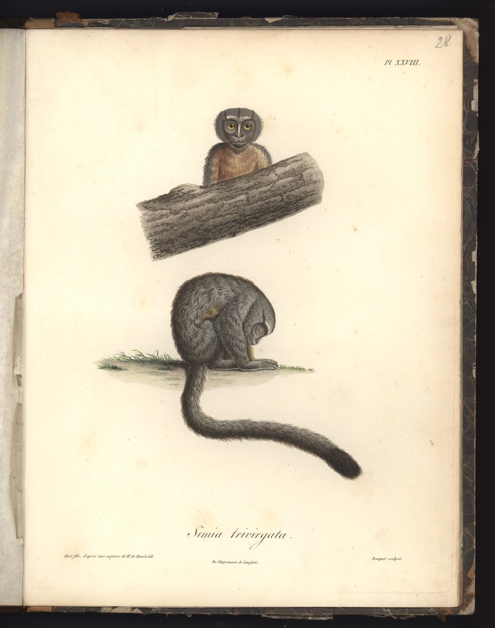 Simia trivirgata, Pl.XXVIII, stål indgraveret af Louis Bouquet (1765-1814) efter en gravering af Nicola Huet (1770-1827), illustration fra 