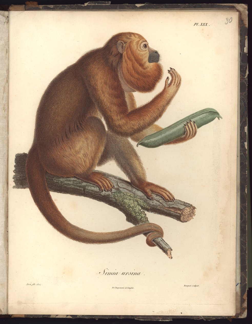 Simia ursina, Pl.XXX, illustration fra kompendium af observationer af zoologi og sammenlignende anatomi, lavet i Atlanterhavet, i det indre af det nye kontinent og i Sydhavet gennem årene af Baron Friedrich Alexander von Humboldt