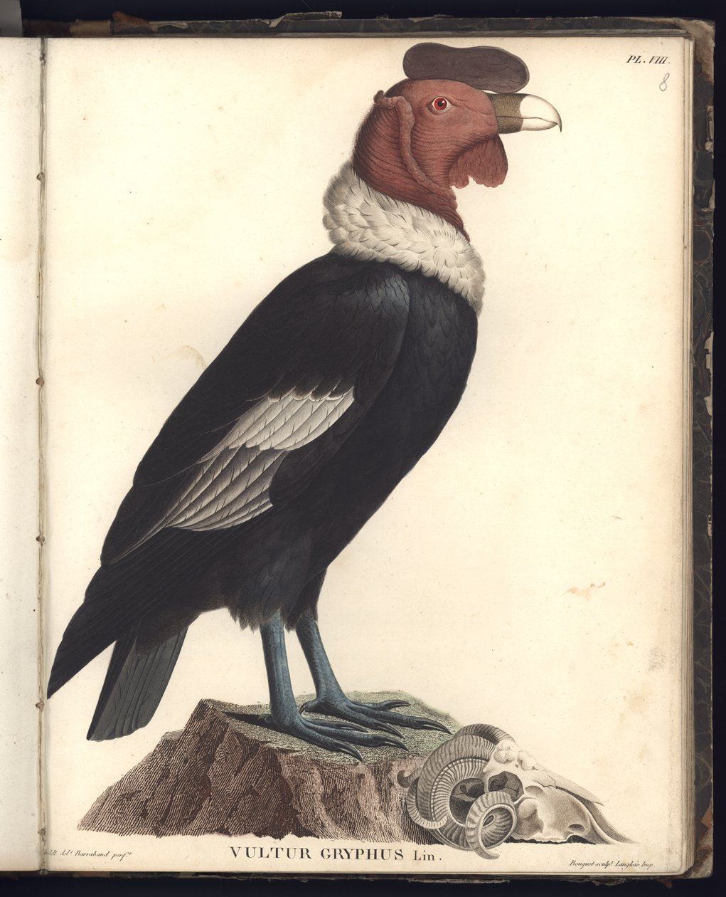 Kondorhannen (Vultur gryphus, LIN.), pl.VIII, illustration fra "Observations from Zoology and Comparative Anatomy Collected on a Journey to the Tropical Lands of the New Continent, i af Baron Friedrich Alexander von Humboldt