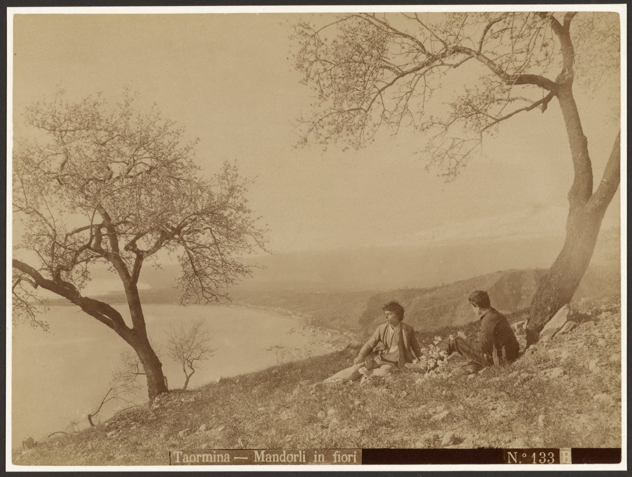 Blomstrende mandler, Taormina af Baron Wilhelm von Gloeden