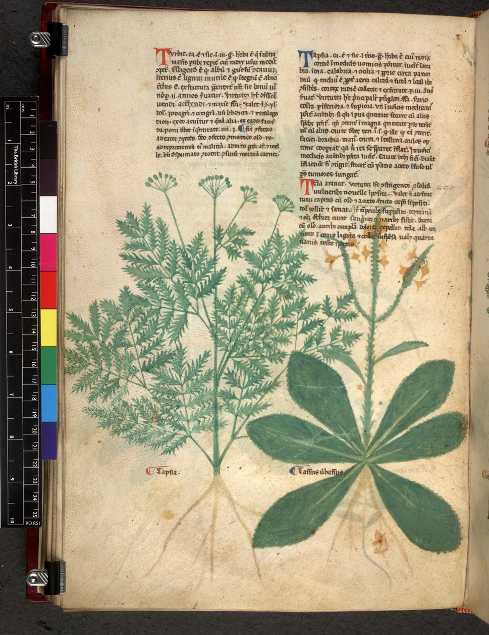 Egerton 747 f.101v Treatise on Herbs, c.1280-1310 (blæk & farve på vellum) af Bartholomaei Mini de Senis