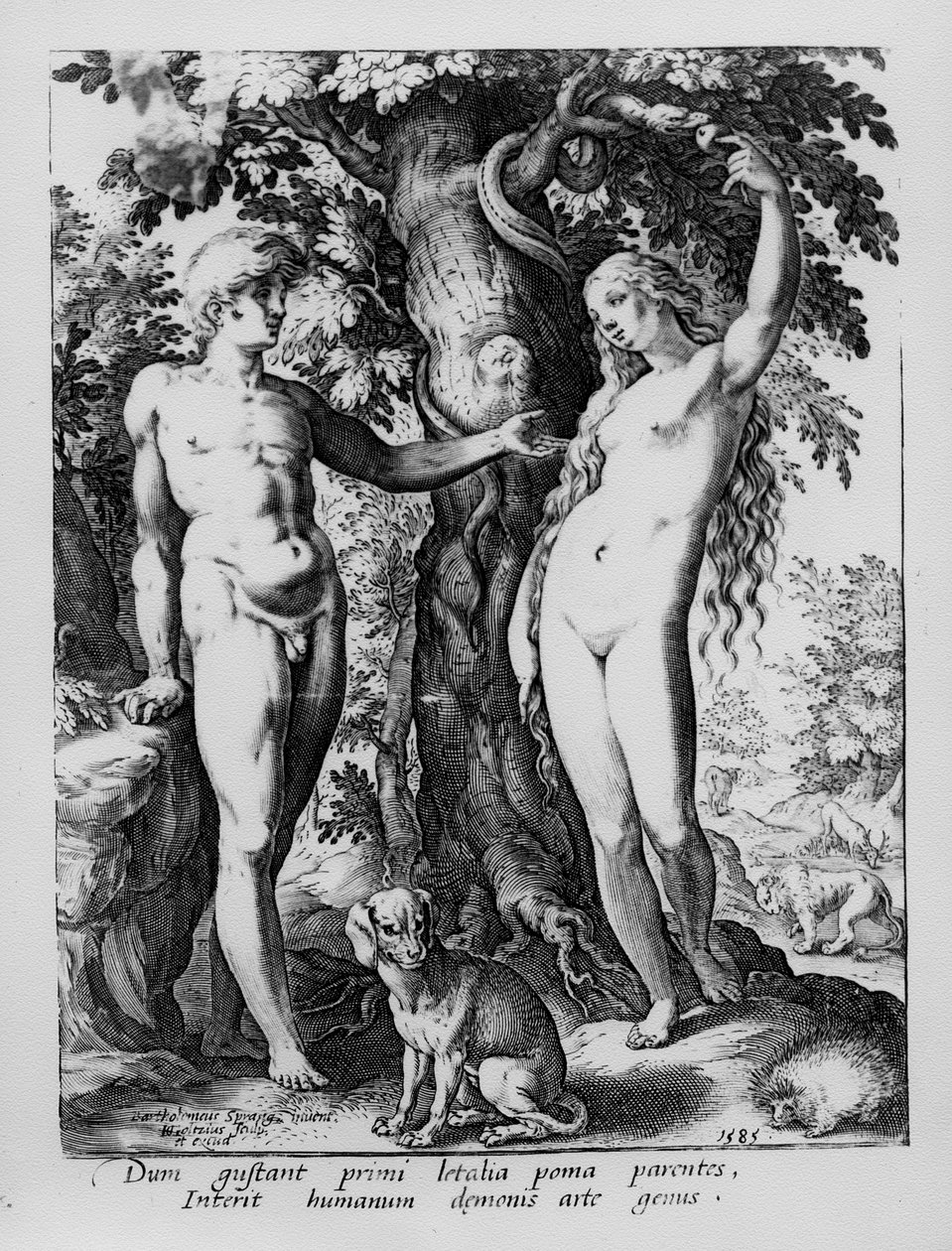Adam og Eva, graveret af Hendrik Goltzius, 1585 af Bartholomaeus Spranger