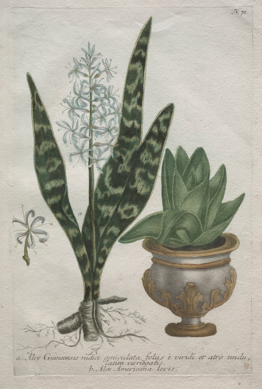 Aloe af Bartholomaus Seutter