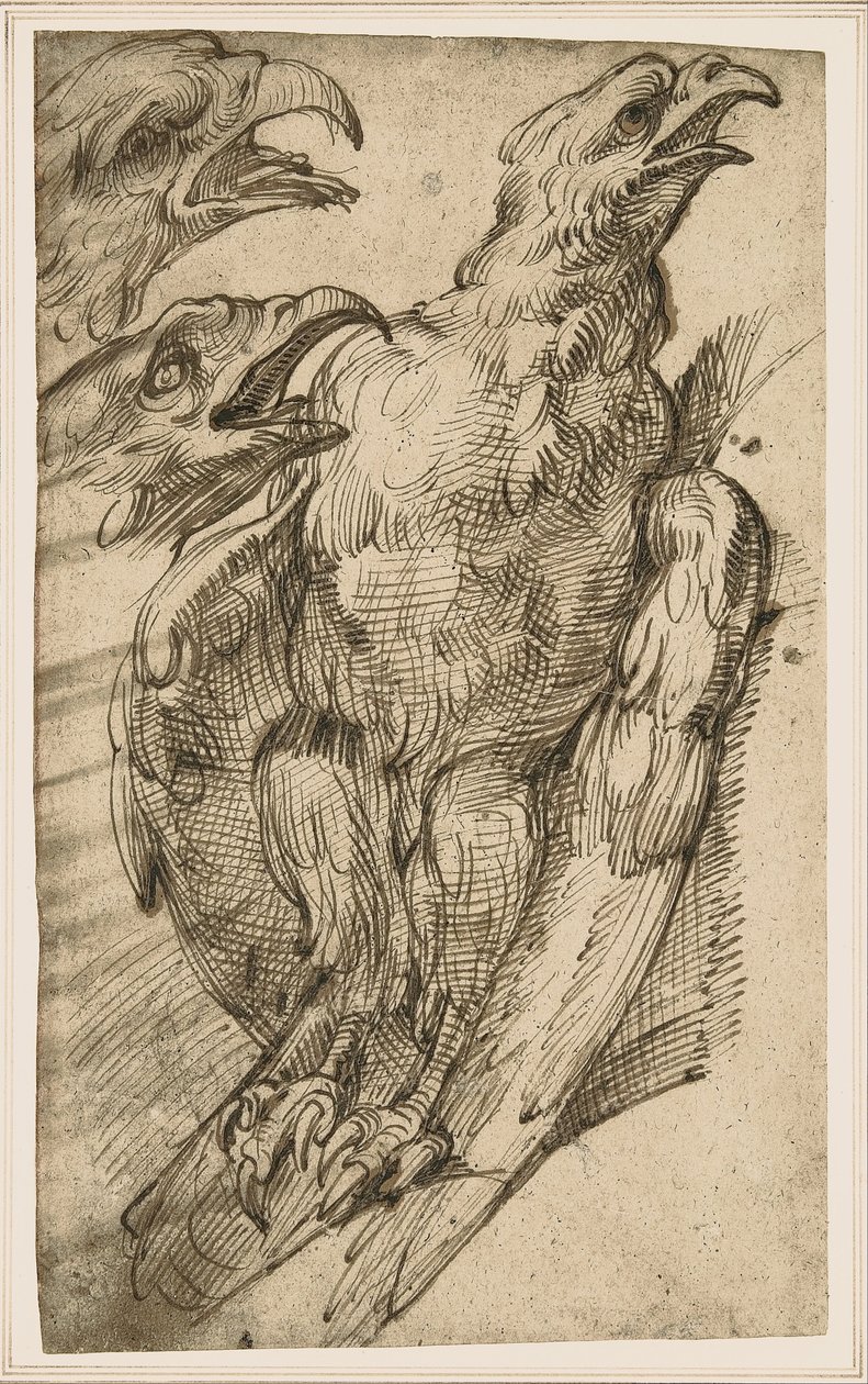 Studie af en ørn af Bartolomeo Passarotti