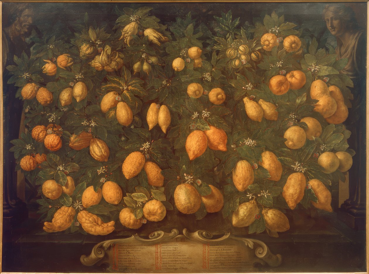 Citrusfrugter af Bartolomeo Bimbi