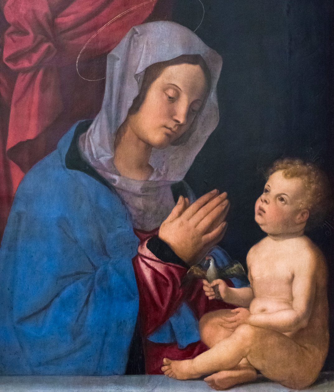 Madonna og barn, ca. 1503 (olie på træpanel) af Bartolomeo Montagna