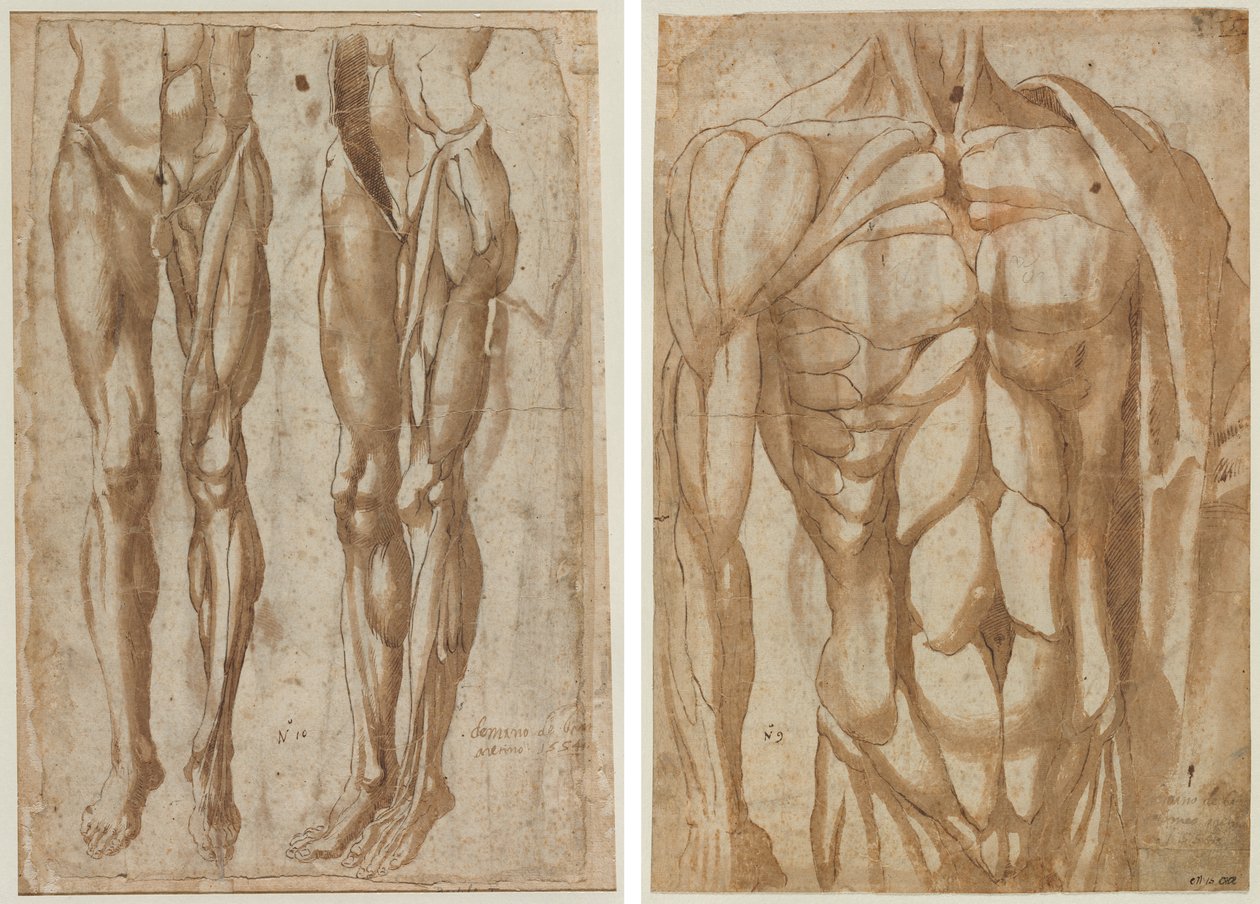 To studier af en flået mand (recto) Studie af en flået torso (verso) af Bartolommeo da Arezzo