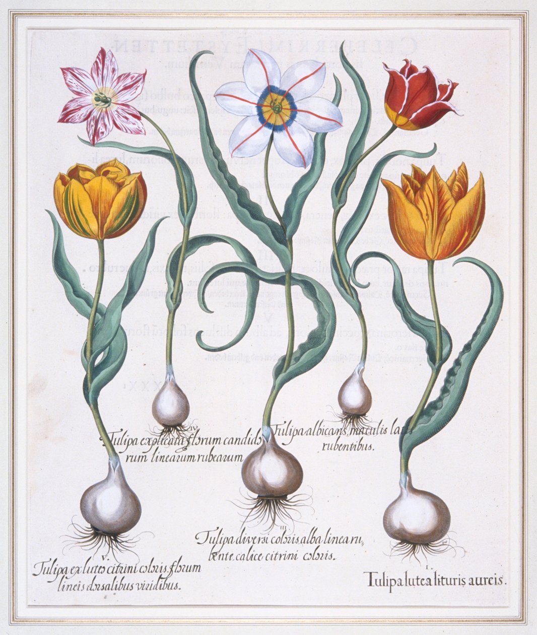Tulipa Lutea Lituris Aureis, knækket gul sylvestris-type tulipan, 1613. af Basil Besler