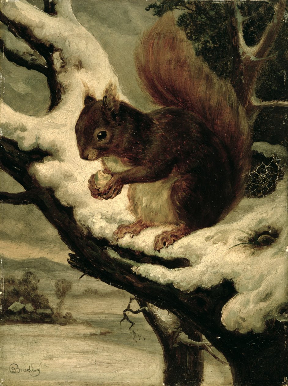 Et rødt egern spiser en nød (olie på møllebræt) af Basil Bradley