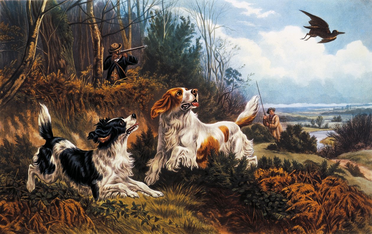 Skovsneppejagt af Basil Bradley