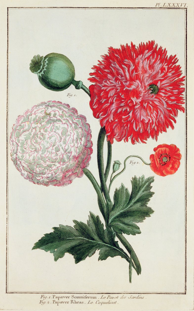 Papaver somniferum og Papaver rheas graveret af den tyske skole 18. århundrede af Basilius Besler