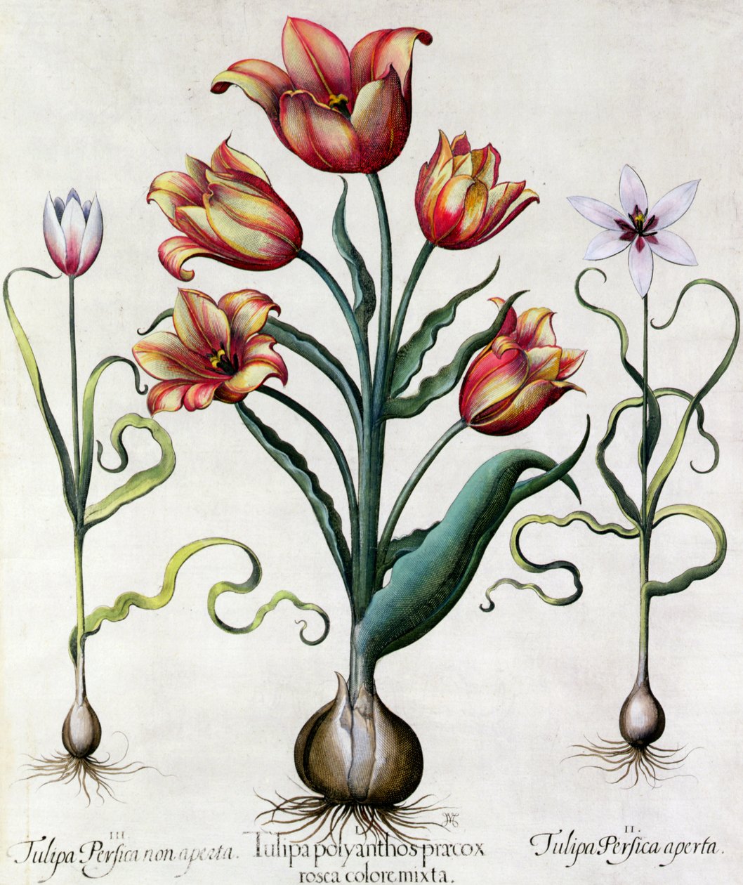 Tulip Perfect No open, Tulip Polyanthos Pracox, Tulip Perfect åben graveret af den tyske skole 1600-tallet af Basilius Besler
