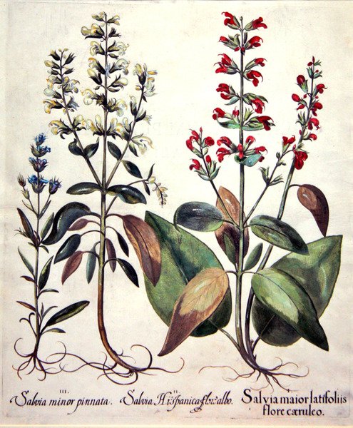 Arter af Salvia (håndfarvet gravering) af Basilius (after) Besler
