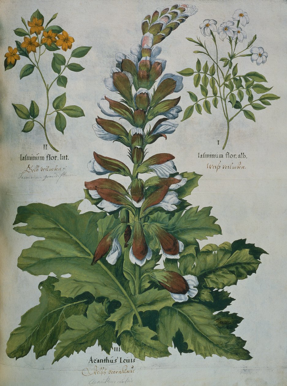 Et blad fra Beslers Hortus Eystettensis (farvet gravering) af Basilius Besler