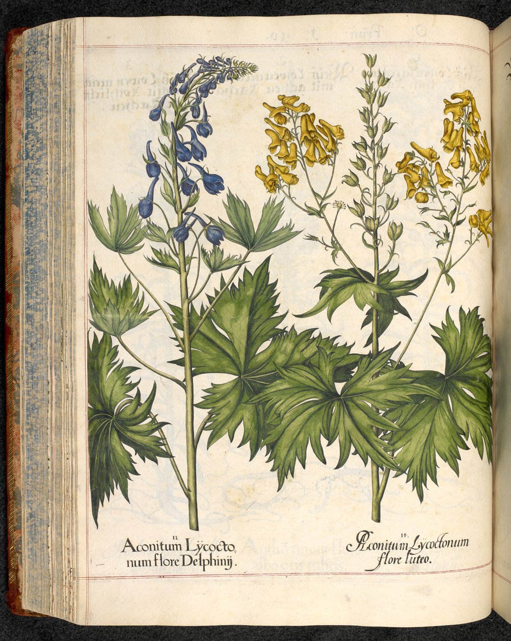 Aconitum lycoctonum (Wolfsbane) fra Hortus Eystettensis, Basilius Besler af Basilius Besler