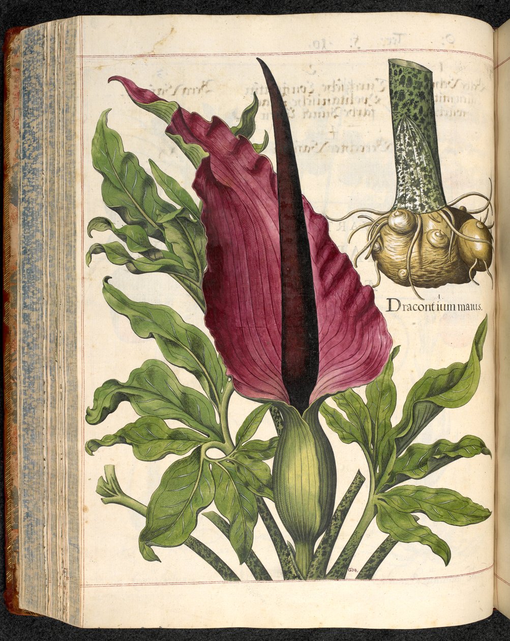 Dracontium Maius, fra Hortus Eystettensis, af Basilius Besler af Basilius Besler