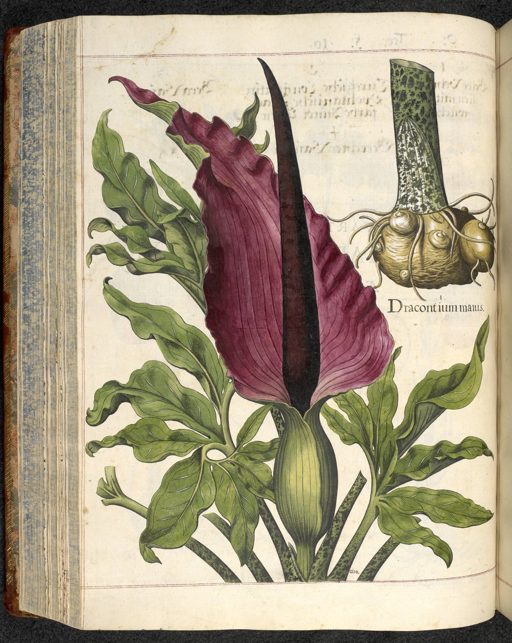 Dracontium Maius, illustration fra 