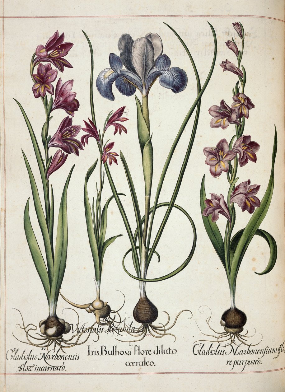 Gladiolus og iris, fra 