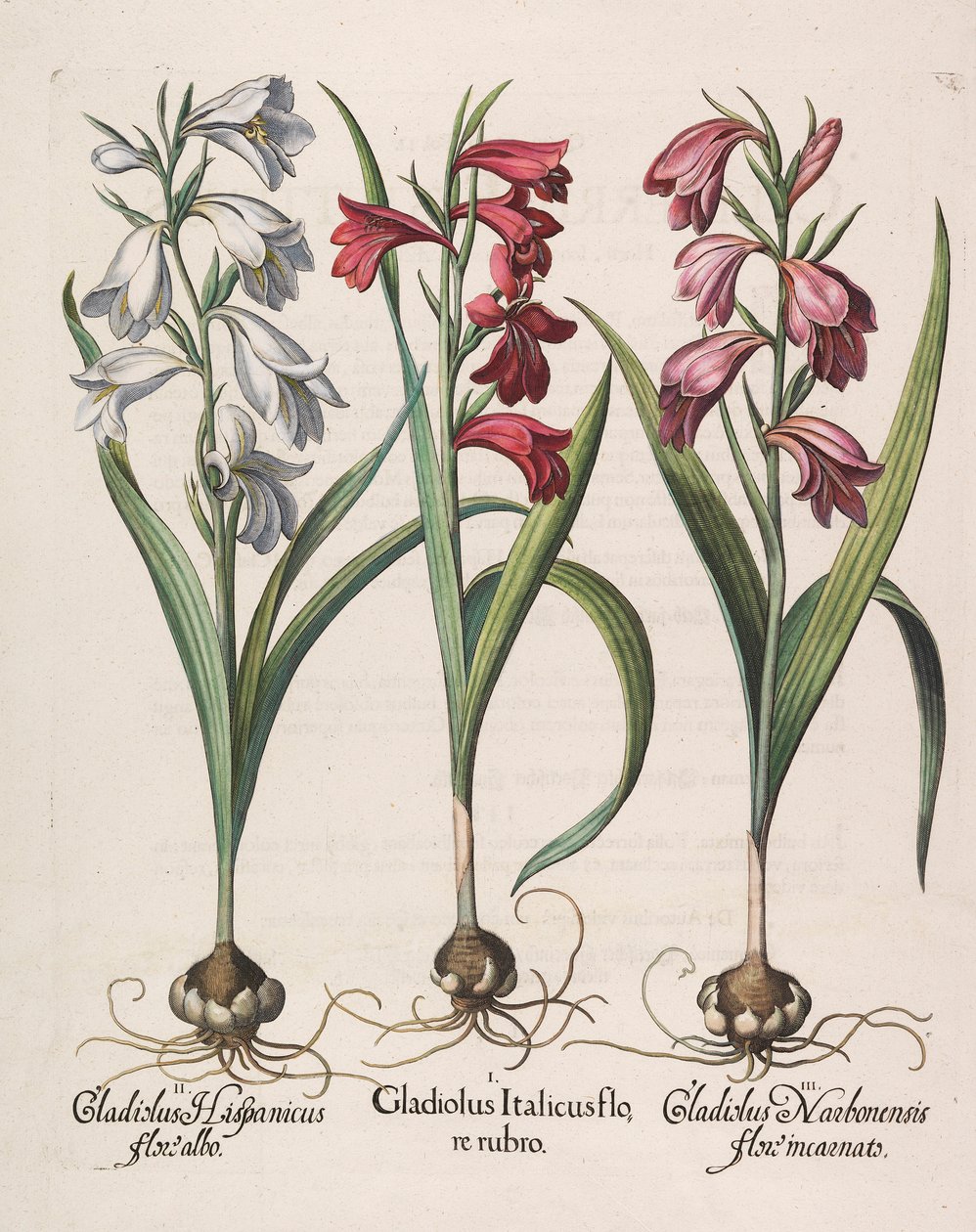 Gladiolus italicus rød blomst, 1613 af Basilius Besler